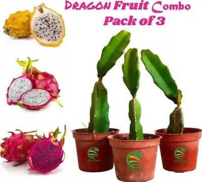 LeafLinkPlants Dragon Tree(Hybrid, Pack of 1)