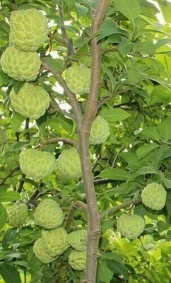 PB EVERGREEN Custard Apple Plant(Hybrid, Pack of 1)