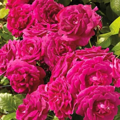 Agacha Rose Plant(Hybrid, Pack of 1)