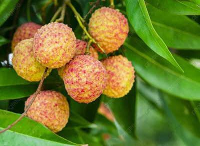 Bakuchi Litchi Plant(Hybrid, Pack of 1)
