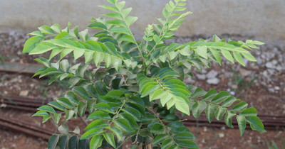 Bula Plant House Gorimas curry seedS/curry leaf seeds australia Seed(9 per packet)