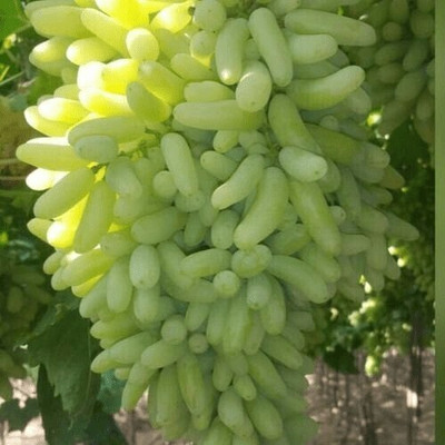PlantNature Grapes Plant(Hybrid, Pack of 1)
