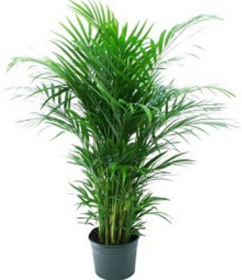 Bakuchi Areca Plam(Hybrid, Pack of 1)