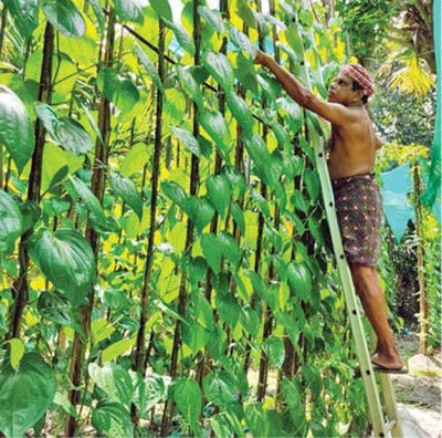 Bakuchi Betel Leaf Plant(Hybrid, Pack of 1)