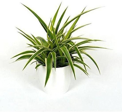 Bakuchi Spider Plant(Hybrid, Pack of 1)