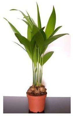 Bakuchi Betel Nut/Supari Plant(Hybrid, Pack of 1)