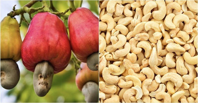 Bakuchi Cashew Apple Plant(Hybrid, Pack of 1)