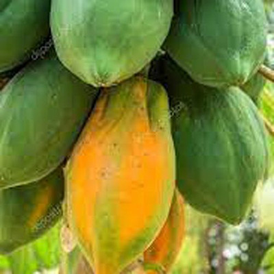 MAMONI TRADERS Hybrid Papaya,papaya,pepe Seed(50 per packet)