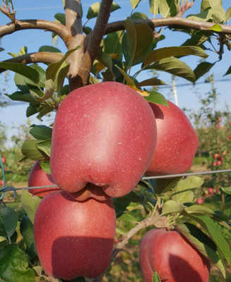 greenhousestore Apple Plant(Hybrid, Pack of 1)