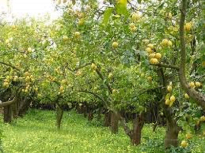 Cloud Farm Lemon Plant(Hybrid, Pack of 1)