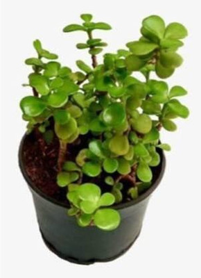 Oxygreenplant Money Plant(Hybrid, Pack of 1)