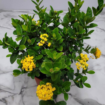 rimi Trothic Ixora/Chethi Plant(Hybrid, Pack of 1)