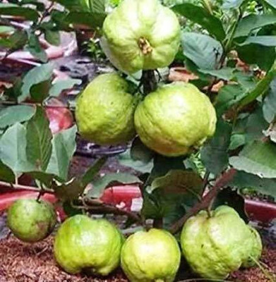 Vijay Sales Guava Plant(Hybrid, Pack of 1)