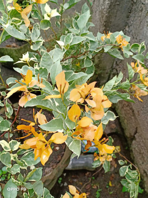 Bakuchi Baugainvillea Plant(Hybrid, Pack of 1)