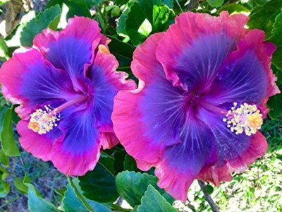 the green dotcom Hibiscus Plant(Hybrid, Pack of 1)