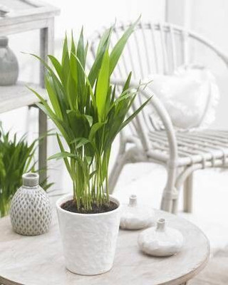 Bakuchi Areca Palm(Hybrid, Pack of 1)
