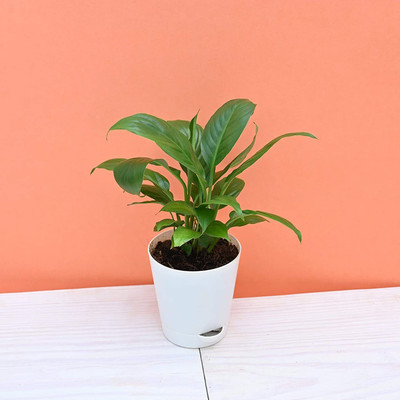 The Entacloo Lily Plant(Hybrid, Pack of 1)