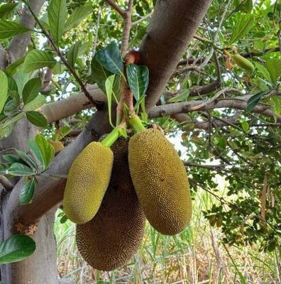 SBGARDEN Jack Fruit Plant(Hybrid, Pack of 1)