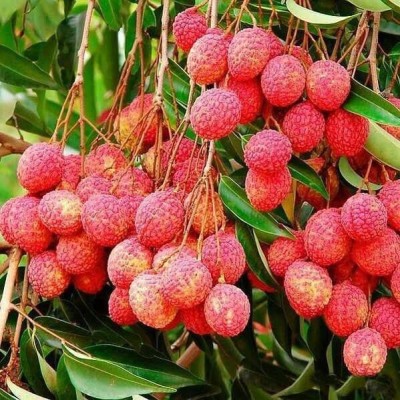 Saeedia plant hub Litchi Plant(Hybrid, Pack of 1)