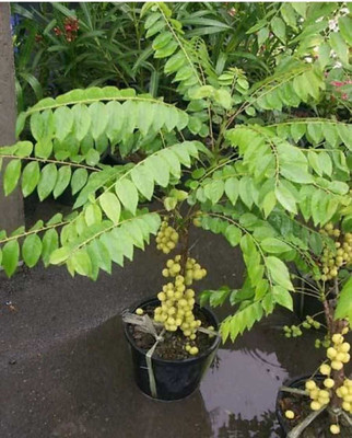 SBGARDEN Amla Plant(Hybrid, Pack of 1)