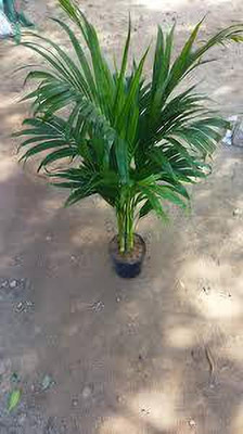 SKDIYA Areca Palm(Hybrid, Pack of 1)