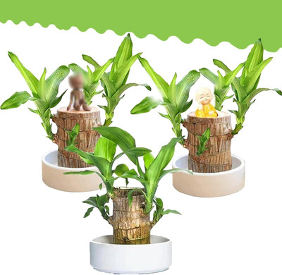 Bakuchi Mini Brazalian wood(Hybrid, Pack of 1)