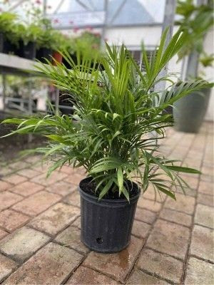 Bakuchi Areca Plam(Hybrid, Pack of 1)