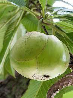 Cloud Farm Elephant Apple Plant(Hybrid, Pack of 1)