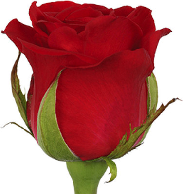 Aquinnah Rose Plant(Hybrid, Pack of 1)