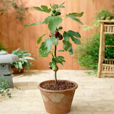Cloud Farm Gular/Cluster Fig Plant(Hybrid, Pack of 1)