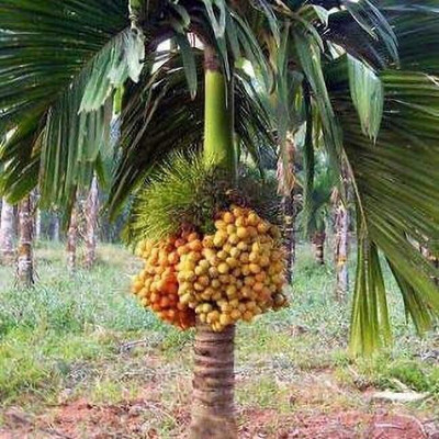 Bakuchi Betel Nut/Supari Plant(Hybrid, Pack of 1)