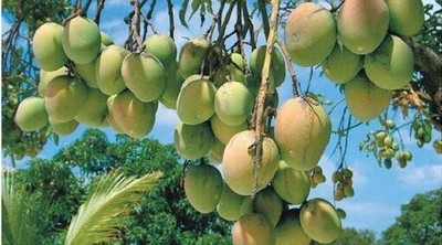 amrapali Mango Plant(Hybrid, Pack of 1)