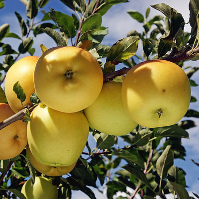 Yashiv Apple Plant(Hybrid, Pack of 1)