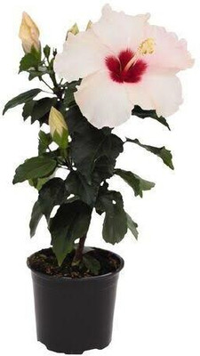 Risenshine Hibiscus Plant(Hybrid, Pack of 1)