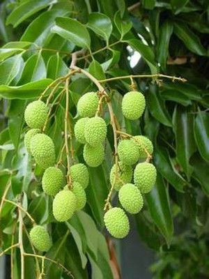 Bakuchi Litchi Plant(Hybrid, Pack of 1)