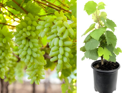 GLOBQRO Grape Plant(Hybrid, Pack of 1)