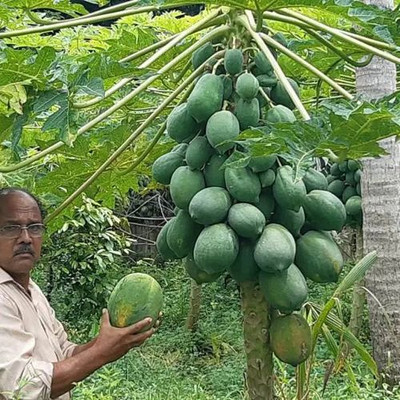 MAMONI TRADERS Hybrid Papaya,papaya,pepe Seed(50 per packet)