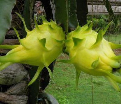 FUEGOASIS Dragon Tree(Hybrid, Pack of 1)