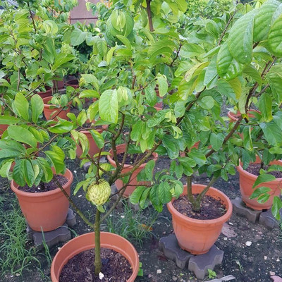Bakuchi Custard Apple Plant(Hybrid, Pack of 1)