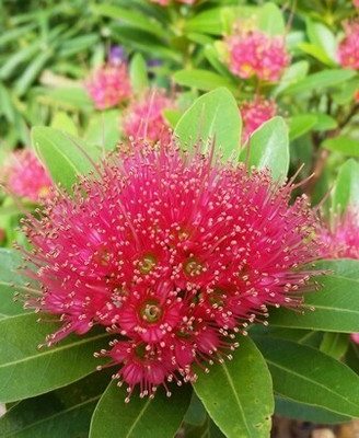 Cloud Farm ZZ Plant(Hybrid, Pack of 1)