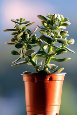 Cloud Farm Jade Plant(Hybrid, Pack of 2)