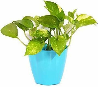AFARTIOBINA Money Plant(Hybrid, Pack of 1)