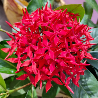 SBGARDEN Trothic Ixora/Chethi Plant(Hybrid, Pack of 1)