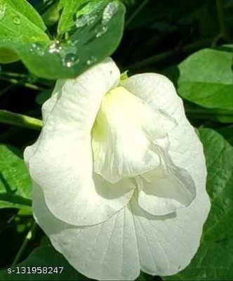 Bakuchi Aparajita/ Butterfly Pea Plant(Hybrid, Pack of 1)