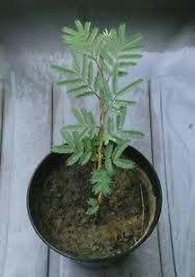 MAITRA AND SONS Shami/Jand Plant(Pack of 1)