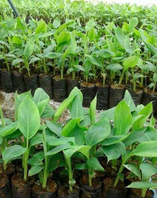 Greenery Nursery Banana Plant(Hybrid, Pack of 1)