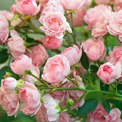 Bakuchi Rose Plant(Hybrid, Pack of 1)