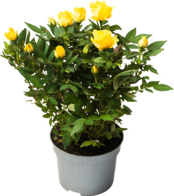 Ultima Search Rose Plant(Pack of 1)