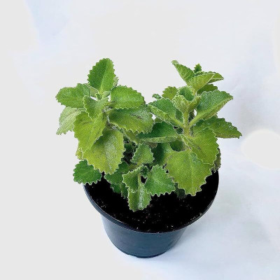 Bakuchi Ajwain Plant(Hybrid, Pack of 1)