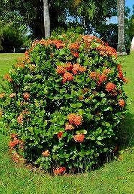 rimi Ixora Plant(Hybrid, Pack of 1)